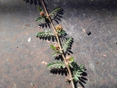 Tribulus terrestris