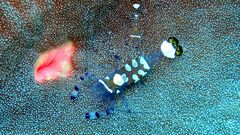 Ancylocaris brevicarpalis