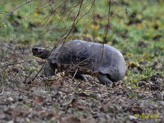 Chelonoidis carbonarius