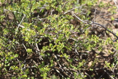 Chascanum cuneifolium