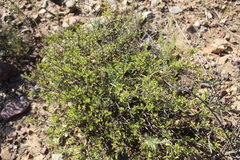 Chascanum cuneifolium
