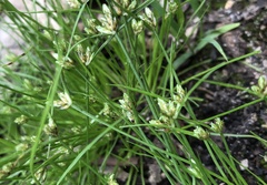 Isolepis cernua