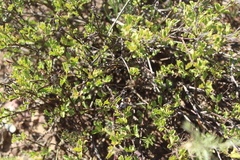 Chascanum cuneifolium