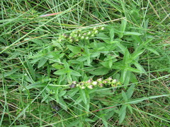 Rhinanthus serotinus