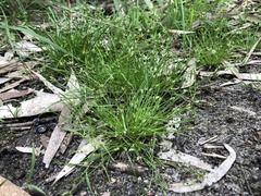 Isolepis cernua