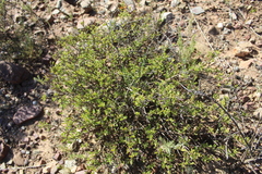 Chascanum cuneifolium