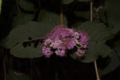 Callicarpa formosana