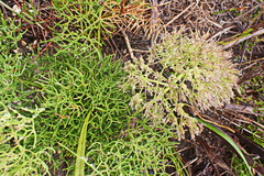 Nanobubon capillaceum