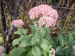 Hylotelephium maximum × spectabile