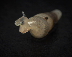 Truncatella scalarina