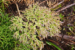 Nanobubon capillaceum