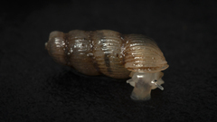 Truncatella scalarina
