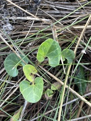 Calystegia soldanella