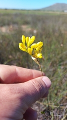 Ixia odorata odorata