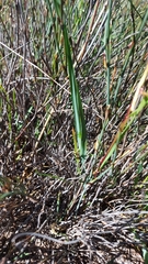 Ixia odorata odorata