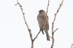 Emberiza leucocephalos