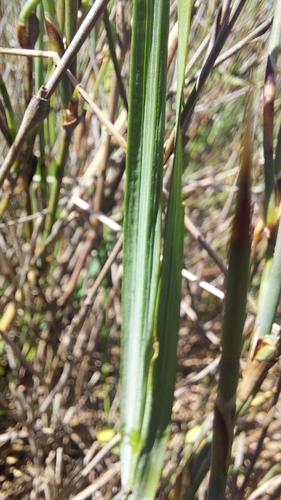 Image of Ixia odorata by (c) Jacques van der Merwe, some rights reserved (CC BY-SA)
