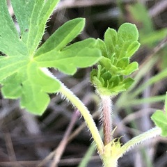 Geranium gardneri