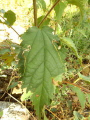 Celtis australis
