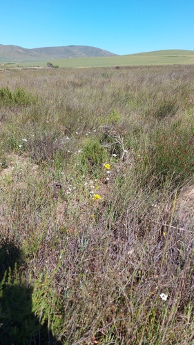 Image of Ixia odorata by (c) Jacques van der Merwe, some rights reserved (CC BY-SA)