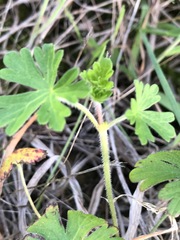 Geranium gardneri