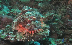 Scorpaenopsis oxycephalus
