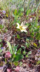 Ixia monadelpha