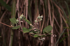 Deutzia pulchra