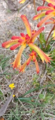 Anigozanthos humilis