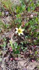 Ixia monadelpha