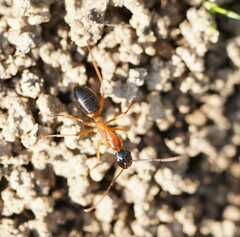 Camponotus consobrinus