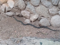 Lampropeltis californiae