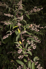 Deutzia pulchra