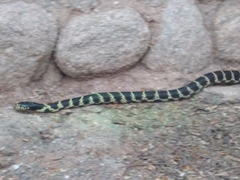 Lampropeltis californiae