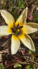 Ixia monadelpha