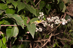 Deutzia pulchra