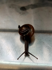 Macrochlamys hippocastaneum