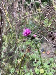 Carduus crispus