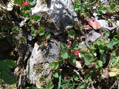 Rubus pectinellus
