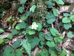 Rubus pectinellus