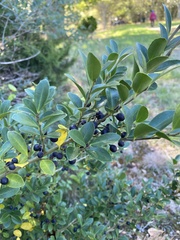 Ilex glabra