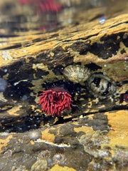 Actinia tenebrosa