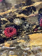 Actinia tenebrosa