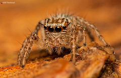 Evarcha
