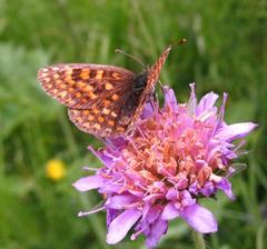 Melitaea diamina