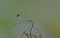 Polythoridae