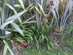 Phormium