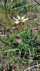Ixia monadelpha