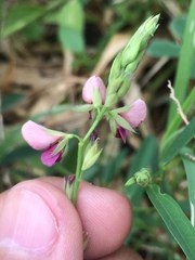 Angiospermae