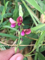 Angiospermae